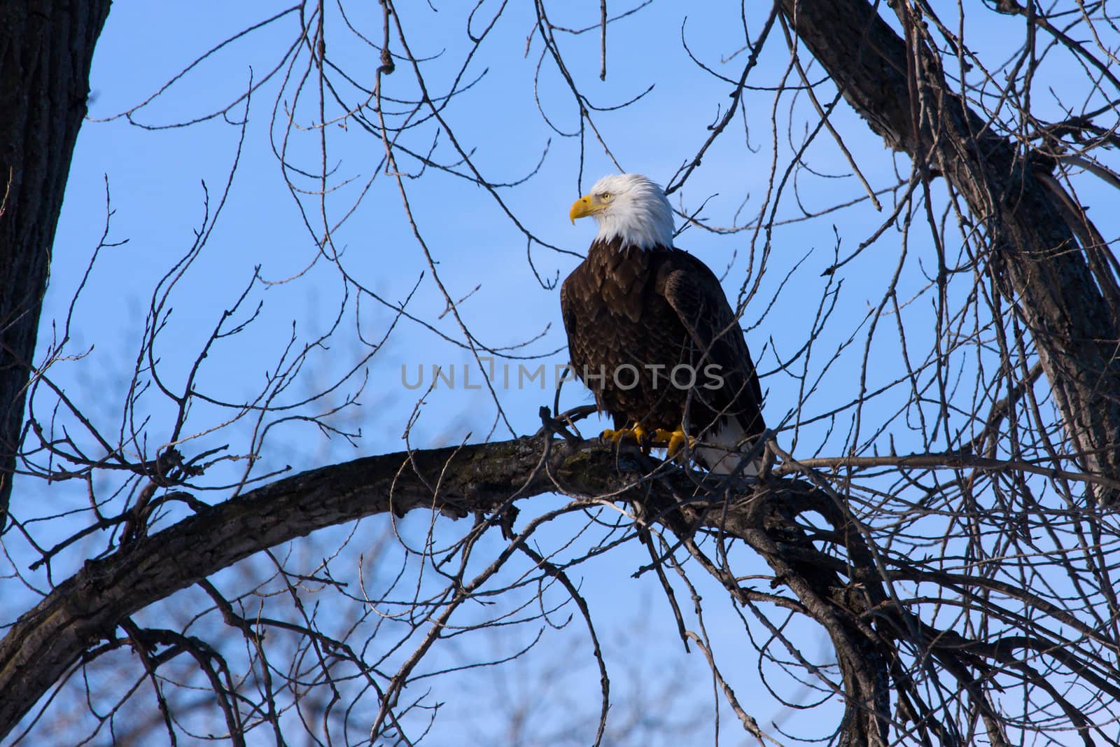 American Bald Eagle perched in a tree.

