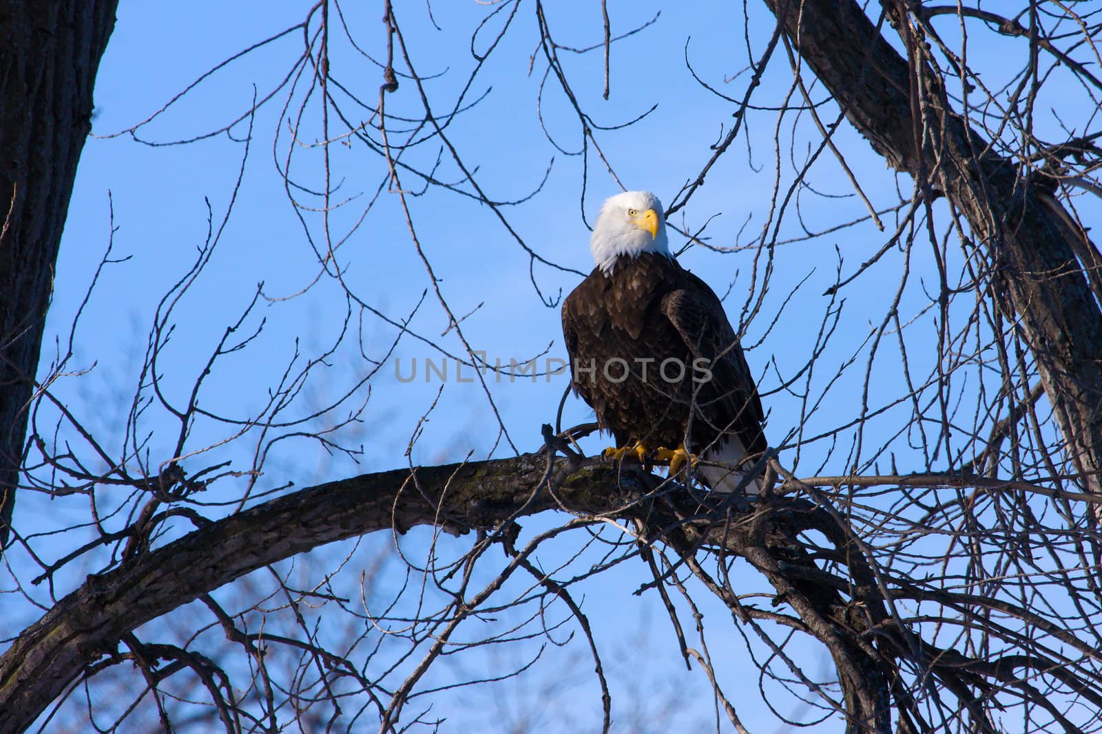 American Bald Eagle perched in a tree.
