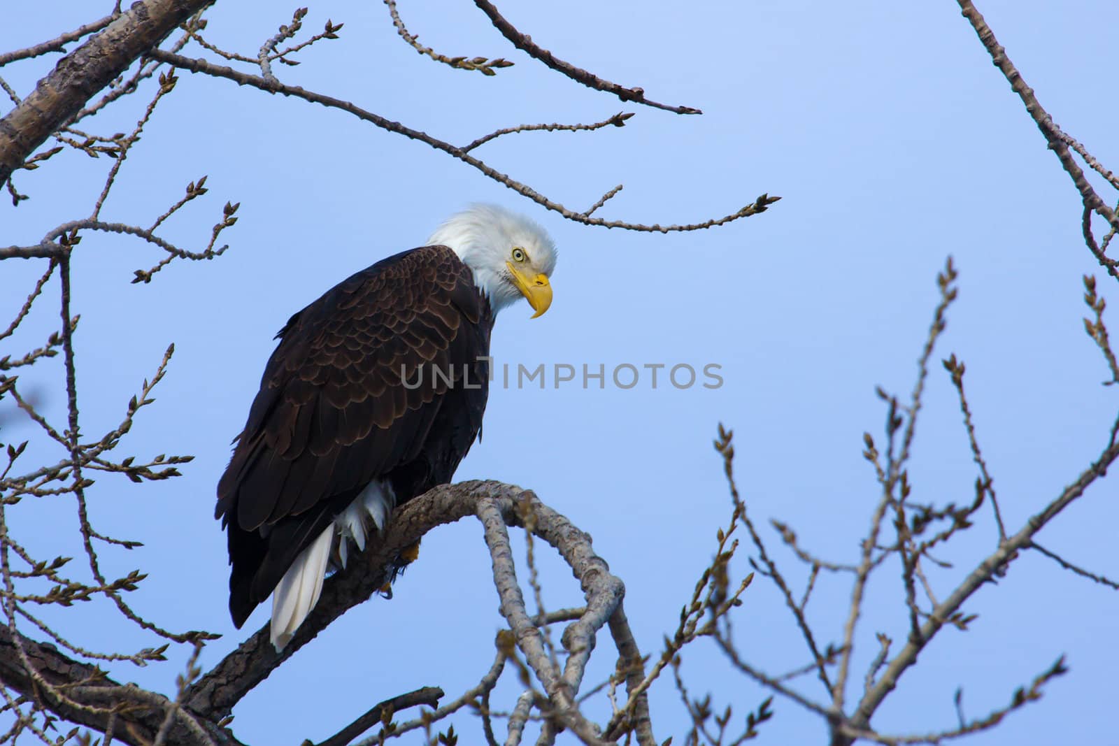 American Bald Eagle perched in a tree.
