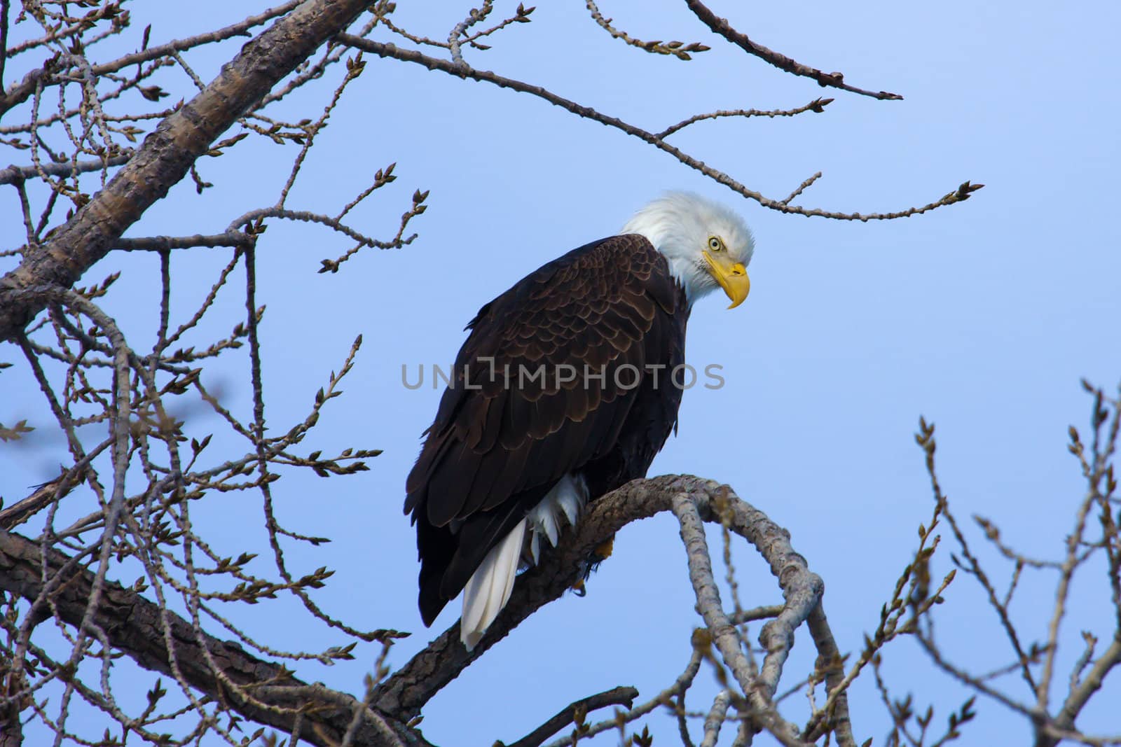 American Bald Eagle perched in a tree.
