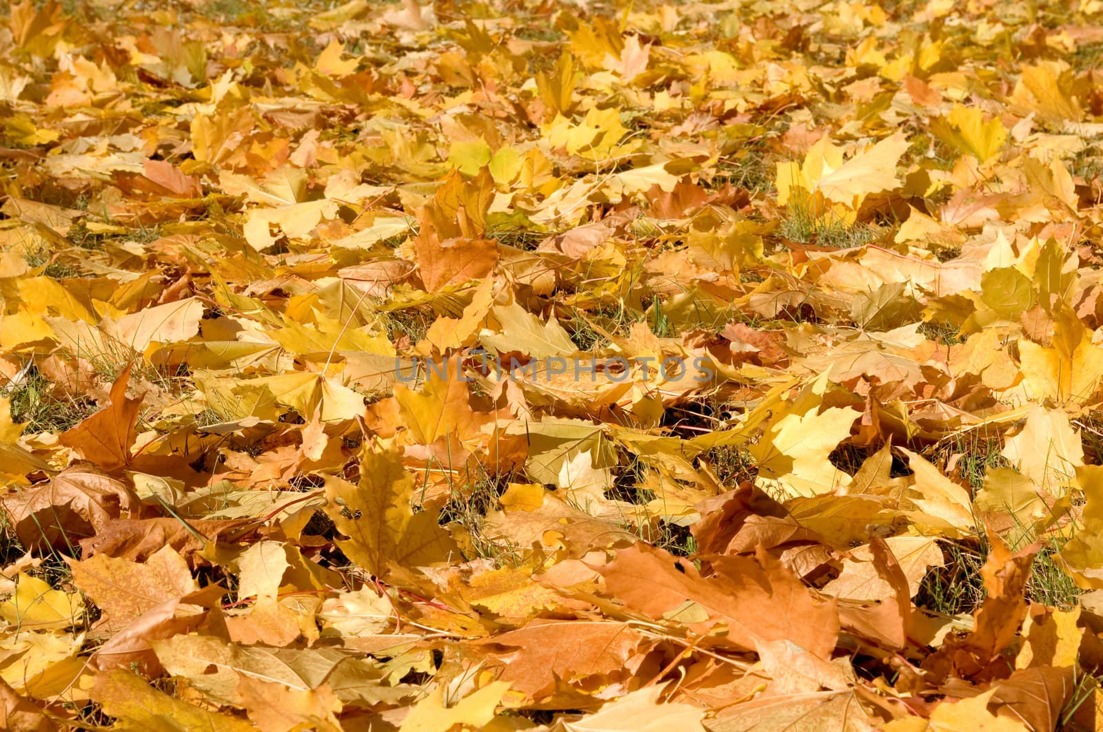 yellow maple leaves are in autumn on the ground