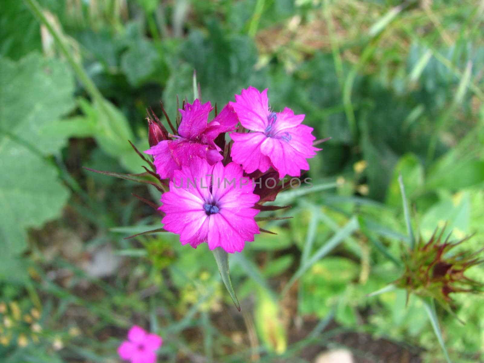 flower blooms on a hillside