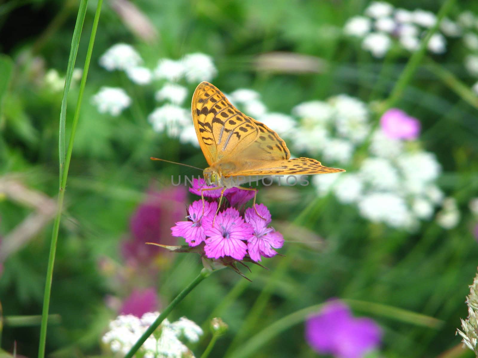 large butterfly on purple flower