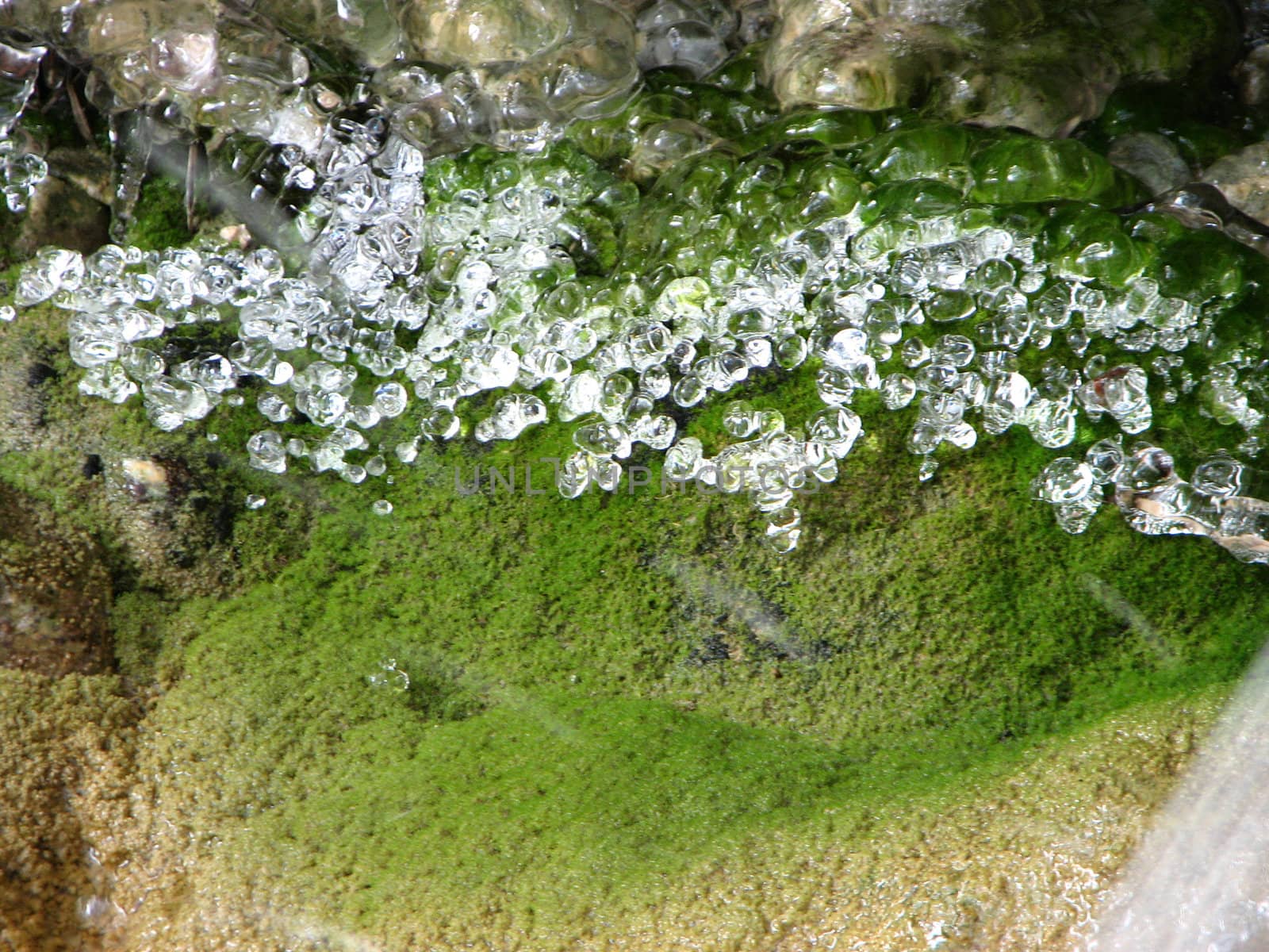 frozen plants and frozen droplets
