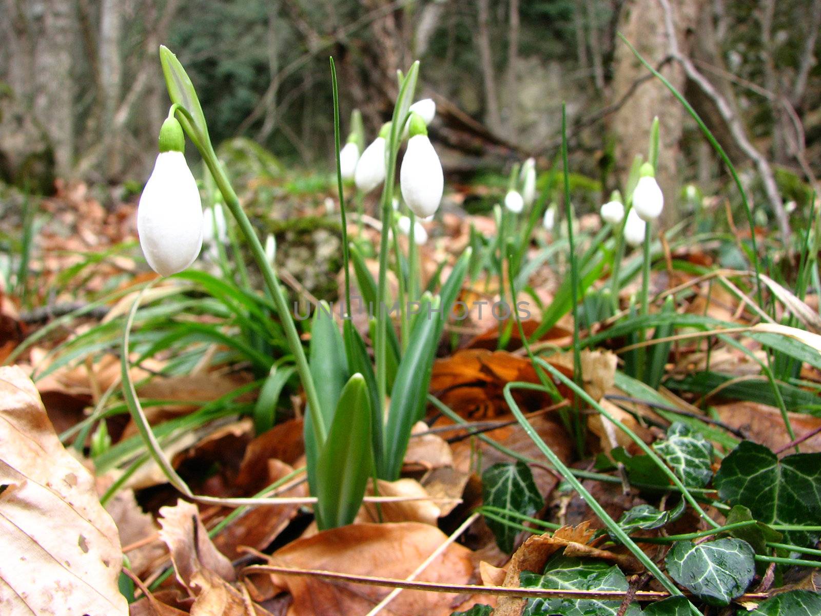 snowdrop by Annbozshko