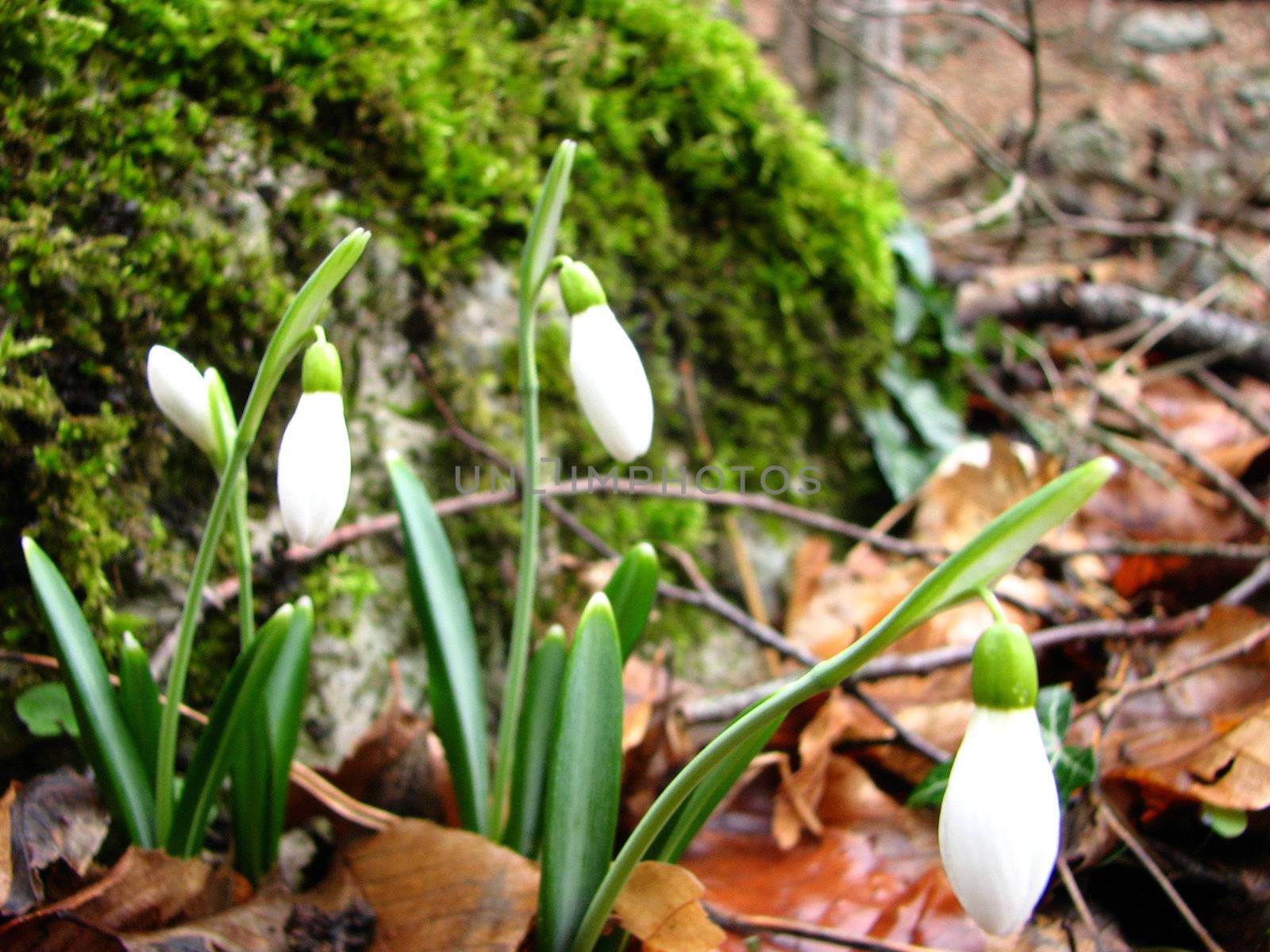 White snowdrops are blooming in a mountain forest
