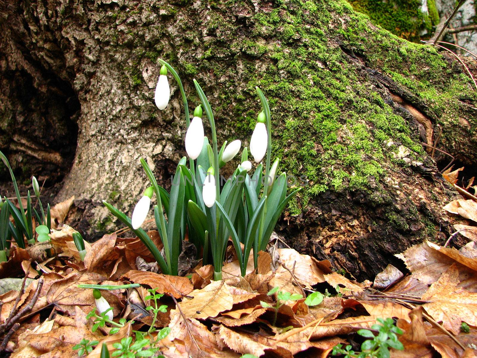 snowdrop by Annbozshko