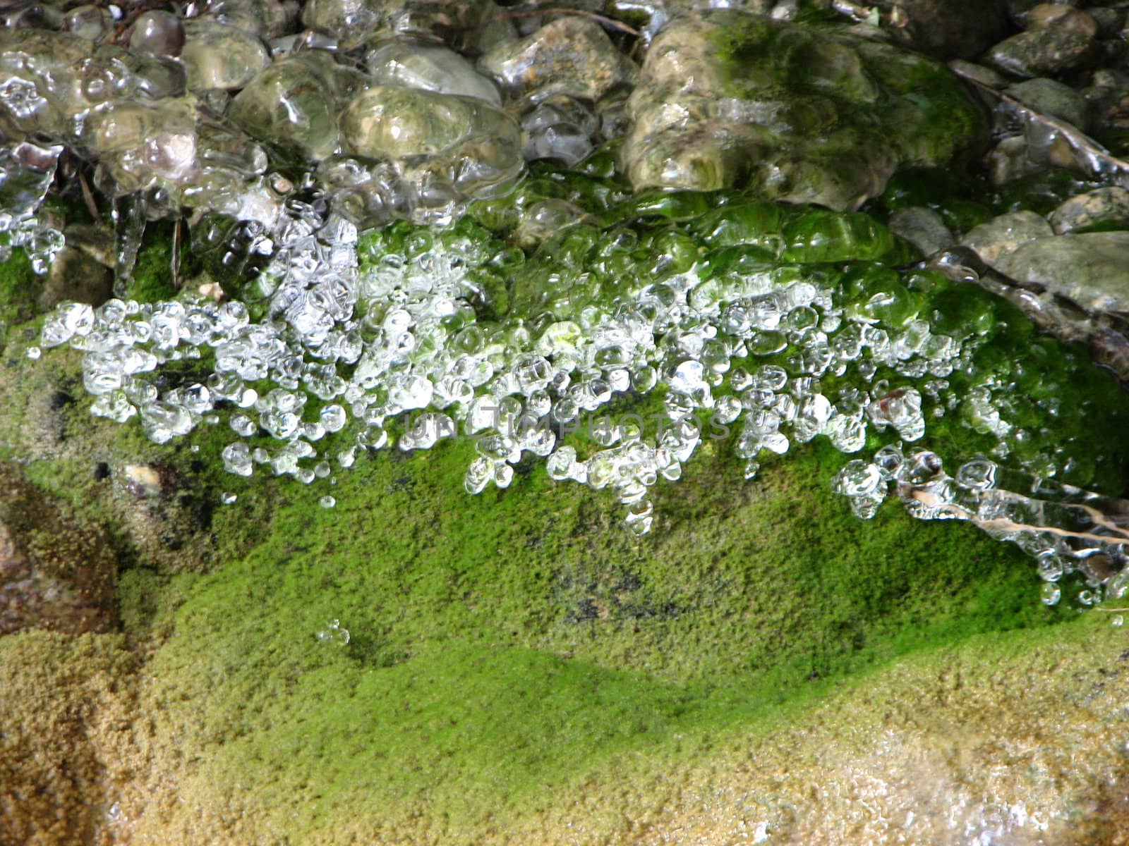 frozen plants and frozen droplets
