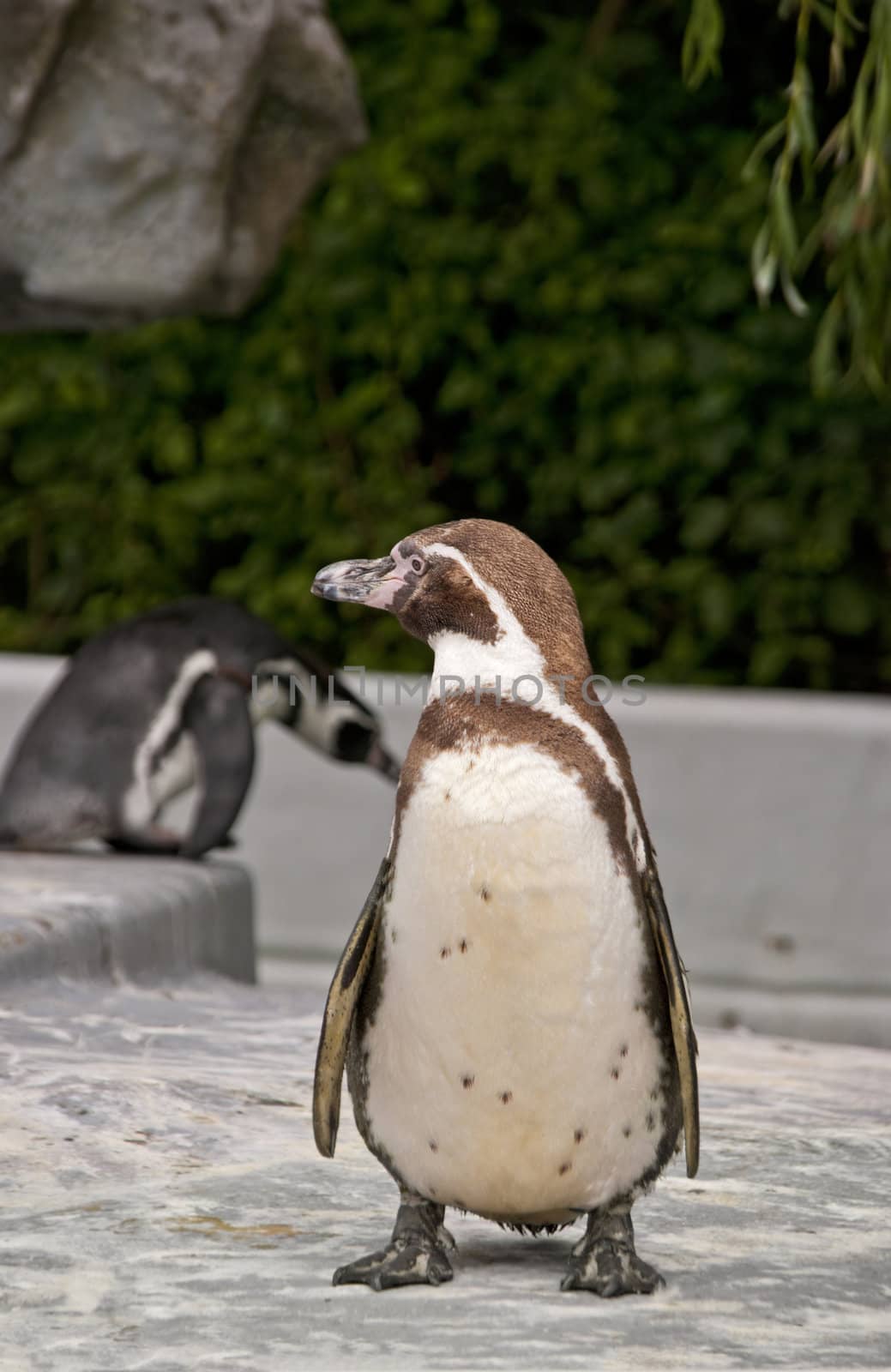 Magellanic Penguin, Spheniscus magellanicus, or  South American penguin