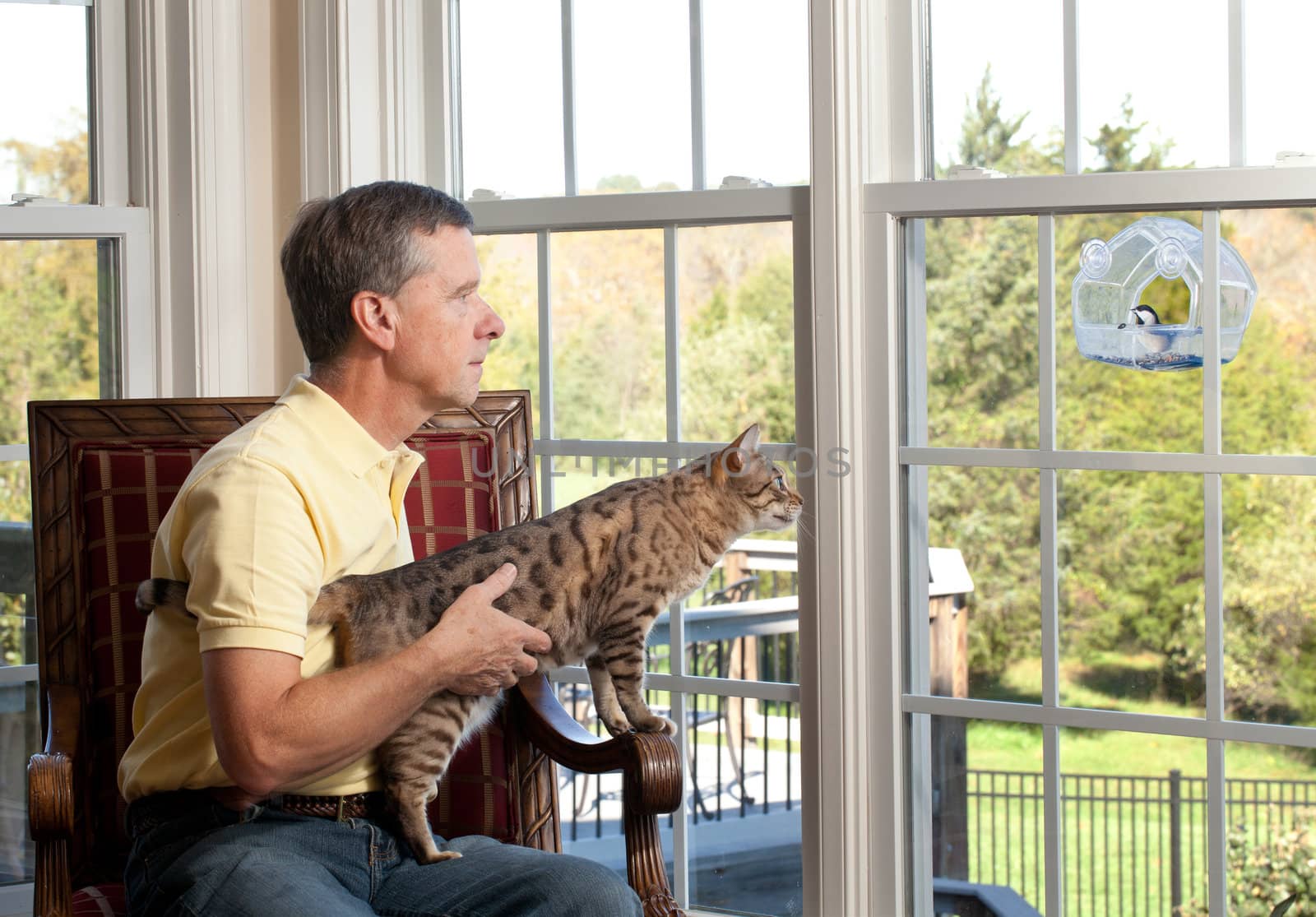 Senior man with bengal cat watching chickadee bird on birdfeeder from chair