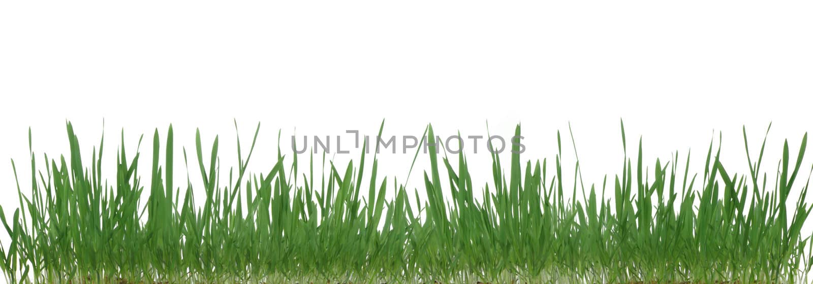 Grass.The dtealnoe image of a plant. It is isolated on a white background