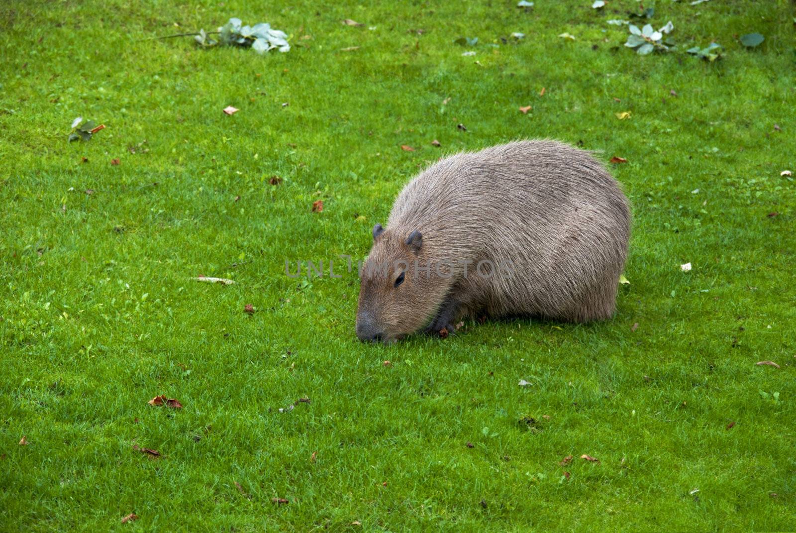 Capybara (Hydrochoerus hydrochaeris ), the largest living rodent in the world