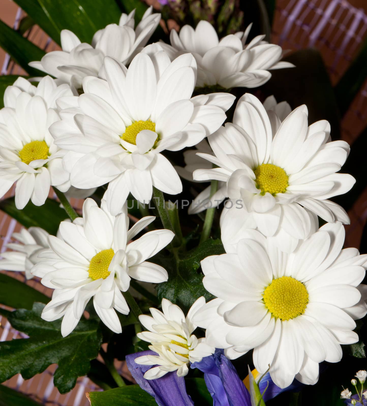 Bouquet of white chrysanthemums. Spring flowers