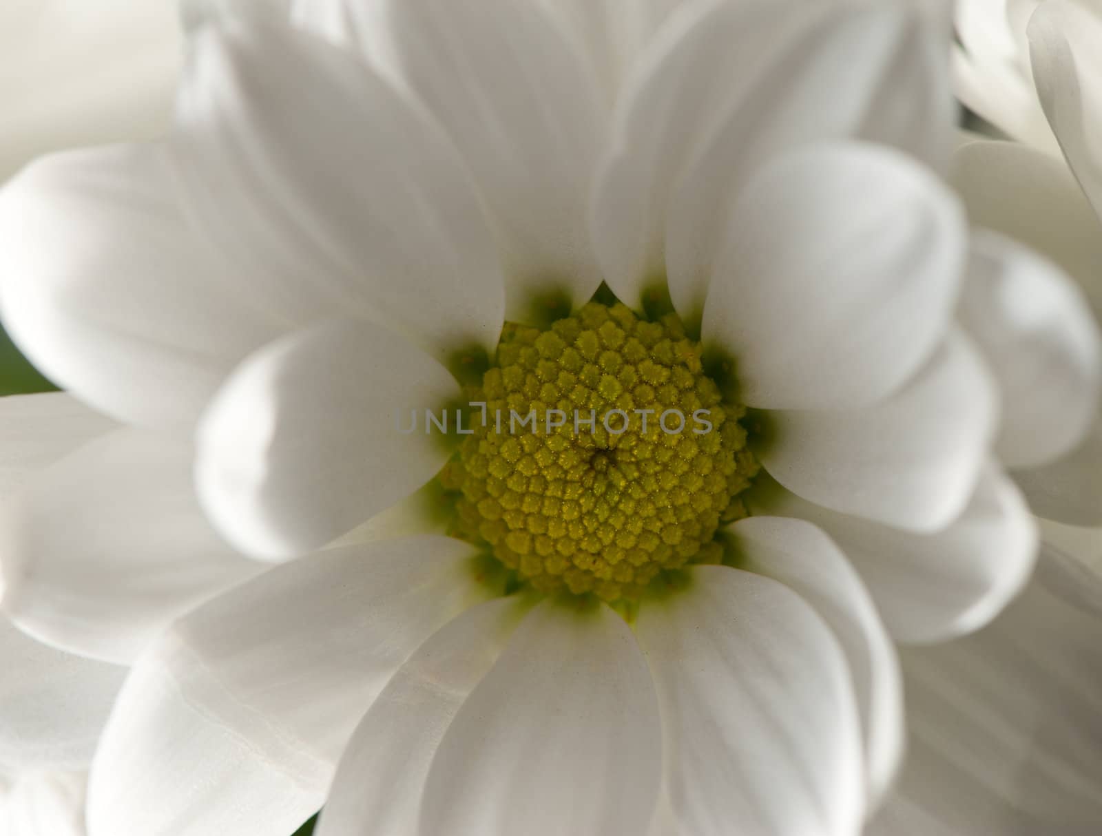 Closeup flower white chrysanthemums. Spring flowers