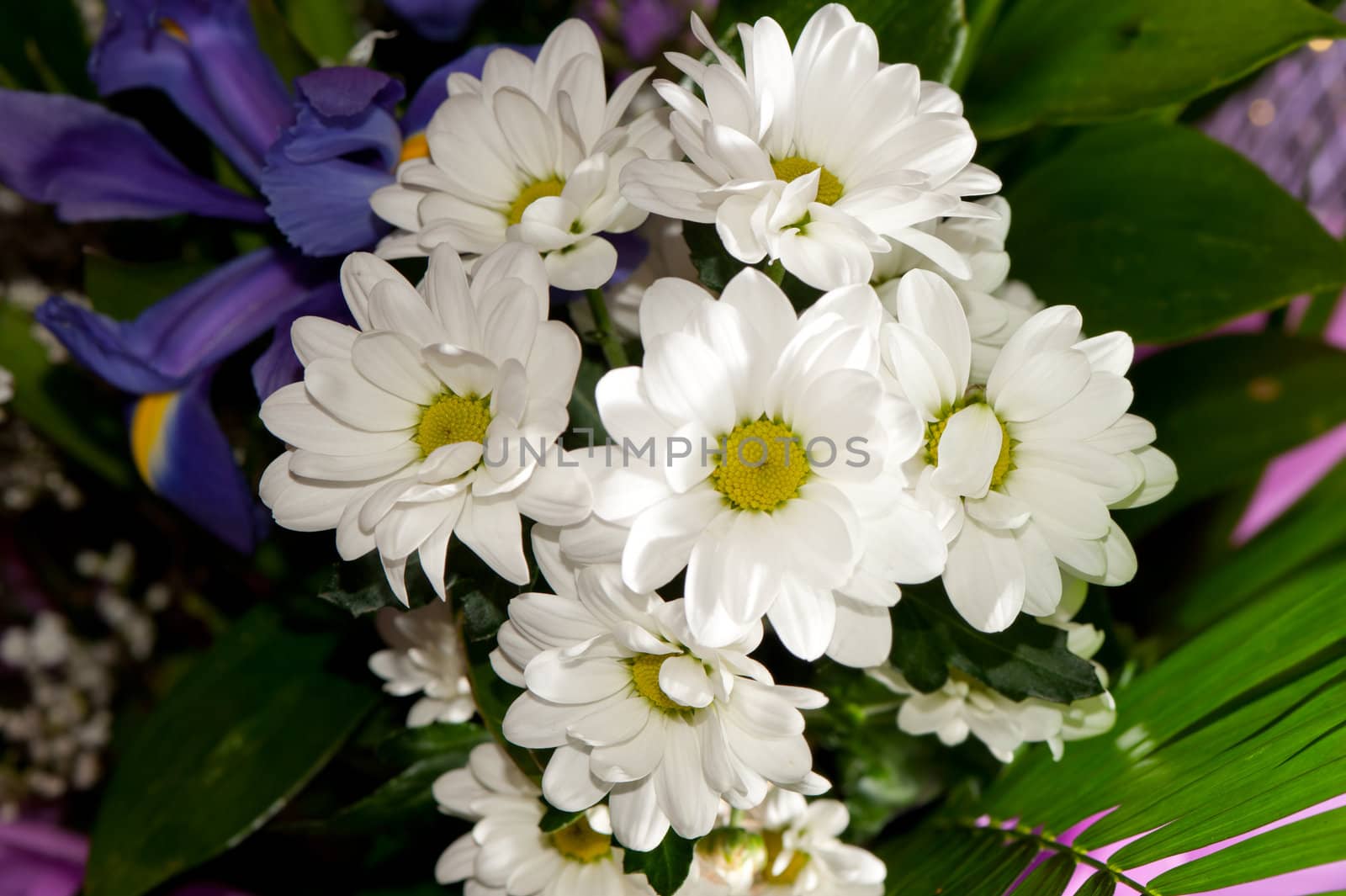 Bouquet of white chrysanthemums. Spring flowers
