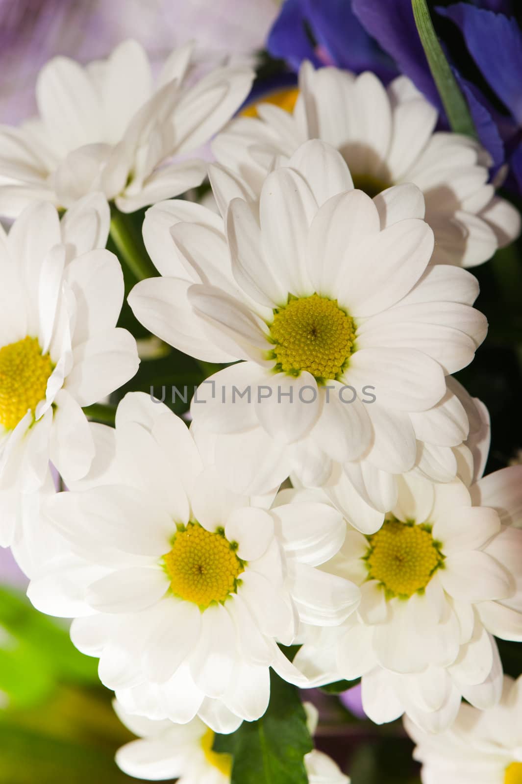 Bouquet of white chrysanthemums. Spring flowers
