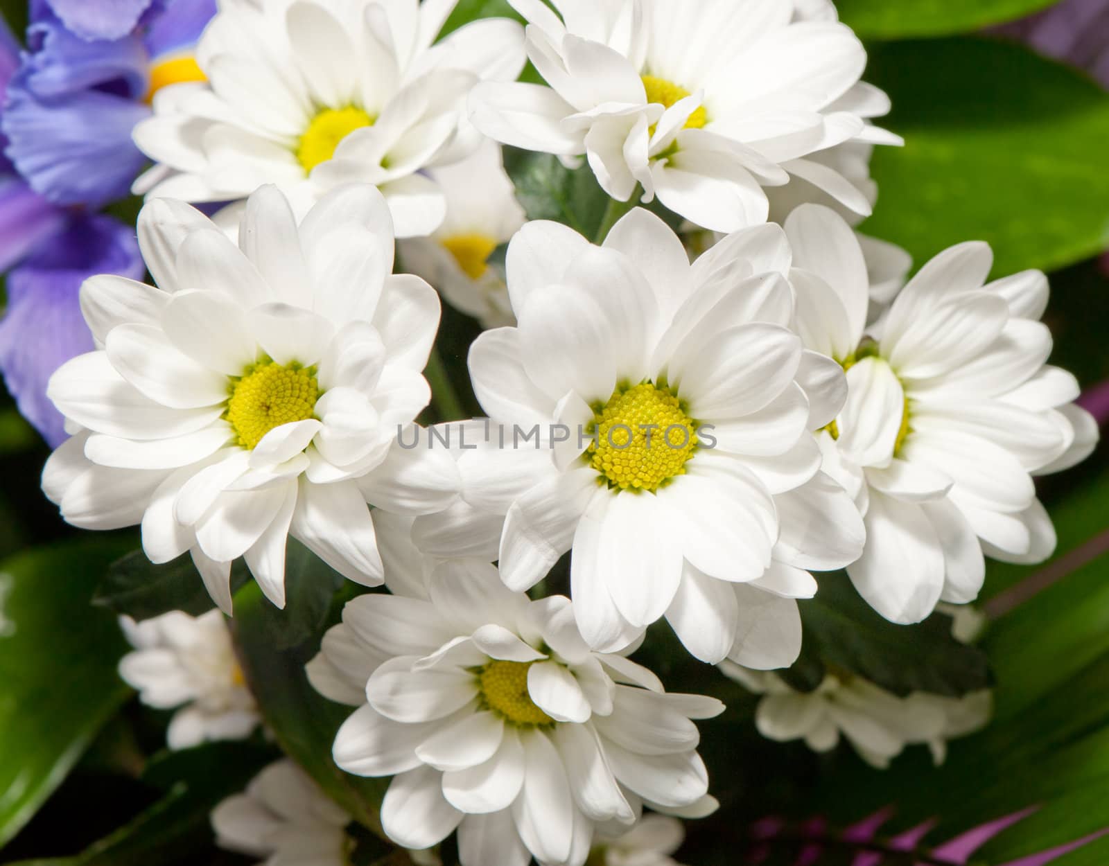 Bouquet of white chrysanthemums. Spring flowers