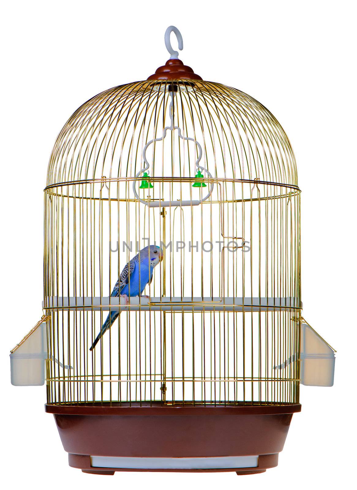 Parrot in cage. It is isolated on a white background.