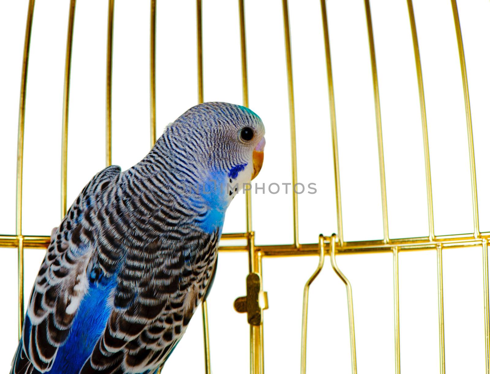 Parrot on a lattice cage. It is isolated on a white background.