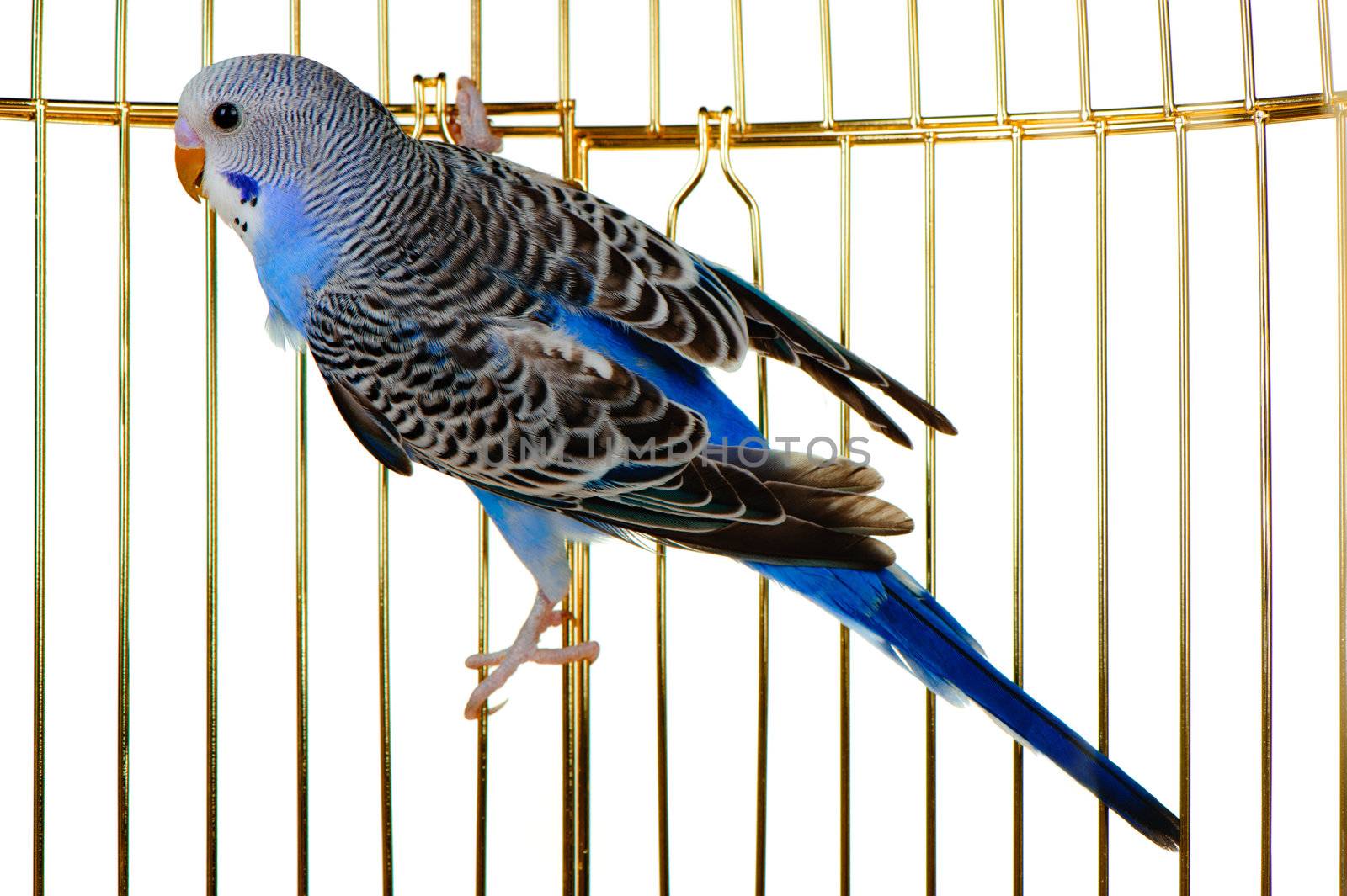 Parrot on a lattice cage. It is isolated on a white background.