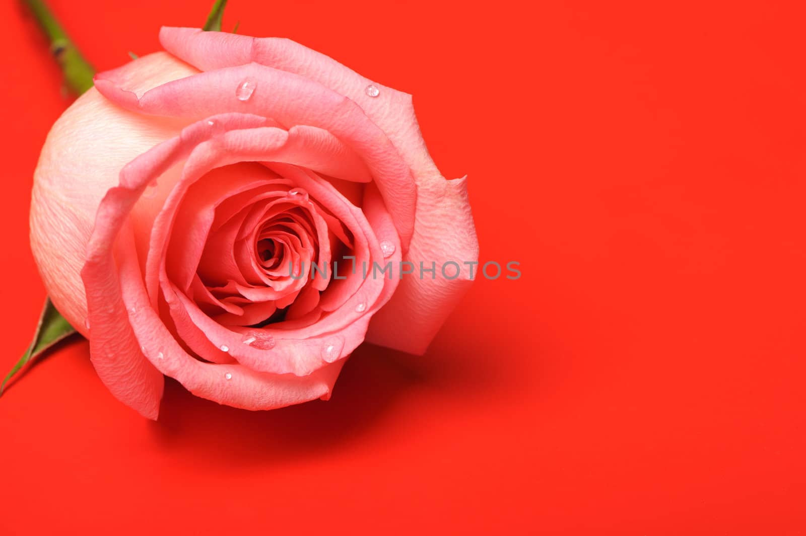 Rose closeup on red backgground. Flower with water drop