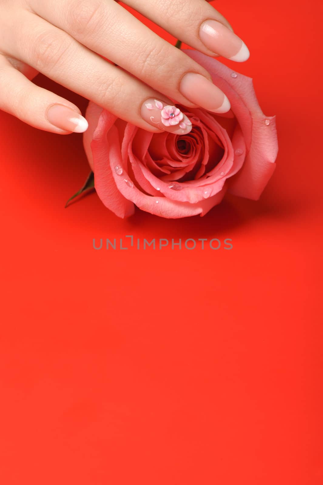 Manicure. Female hands on red background. Well-groomed female hands with a decorative element - a flower