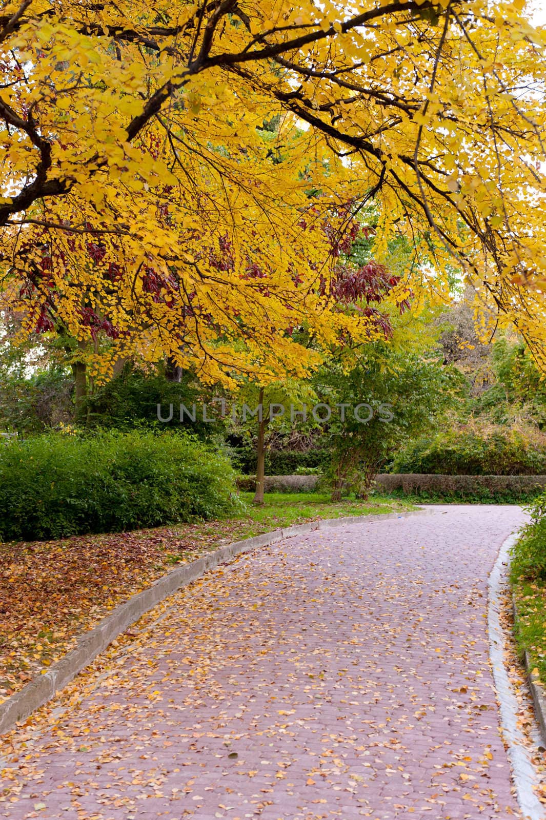 alleyway with paved road to autumn park. The Lvov park