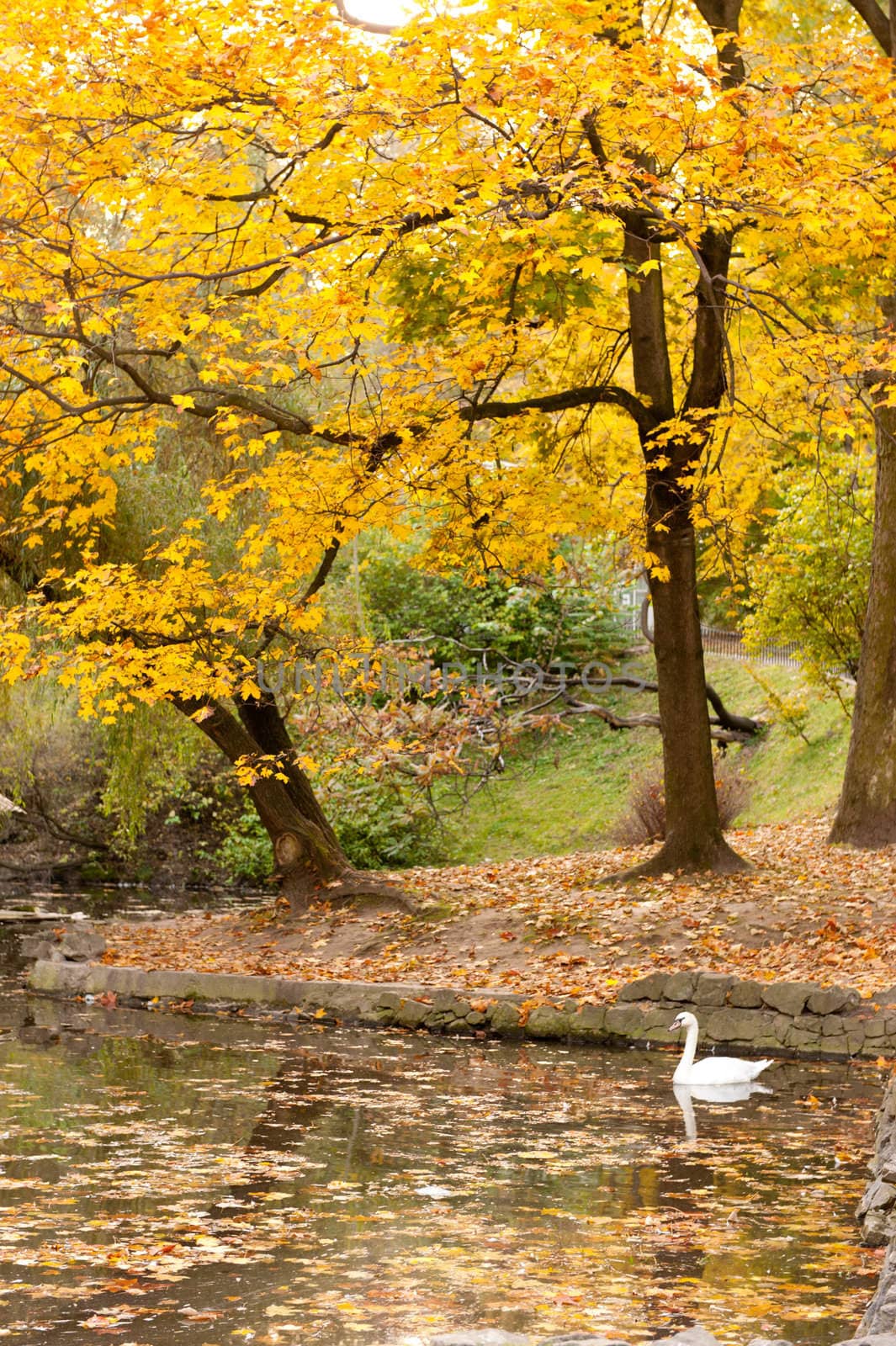 Lake with a swan in autumn park. The Lvov park