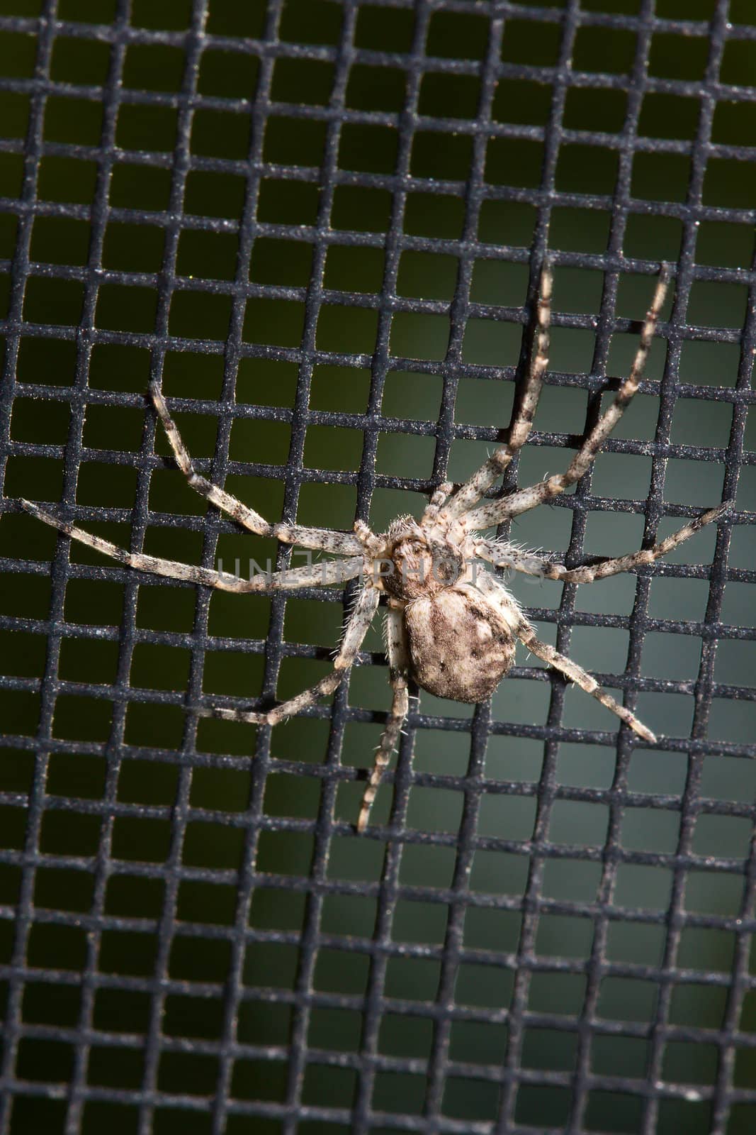 Hairy Spider on a black Window Screen.
