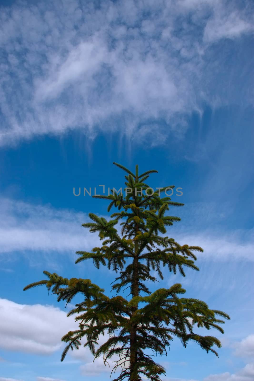 a lone conifer tree against a cloudy background