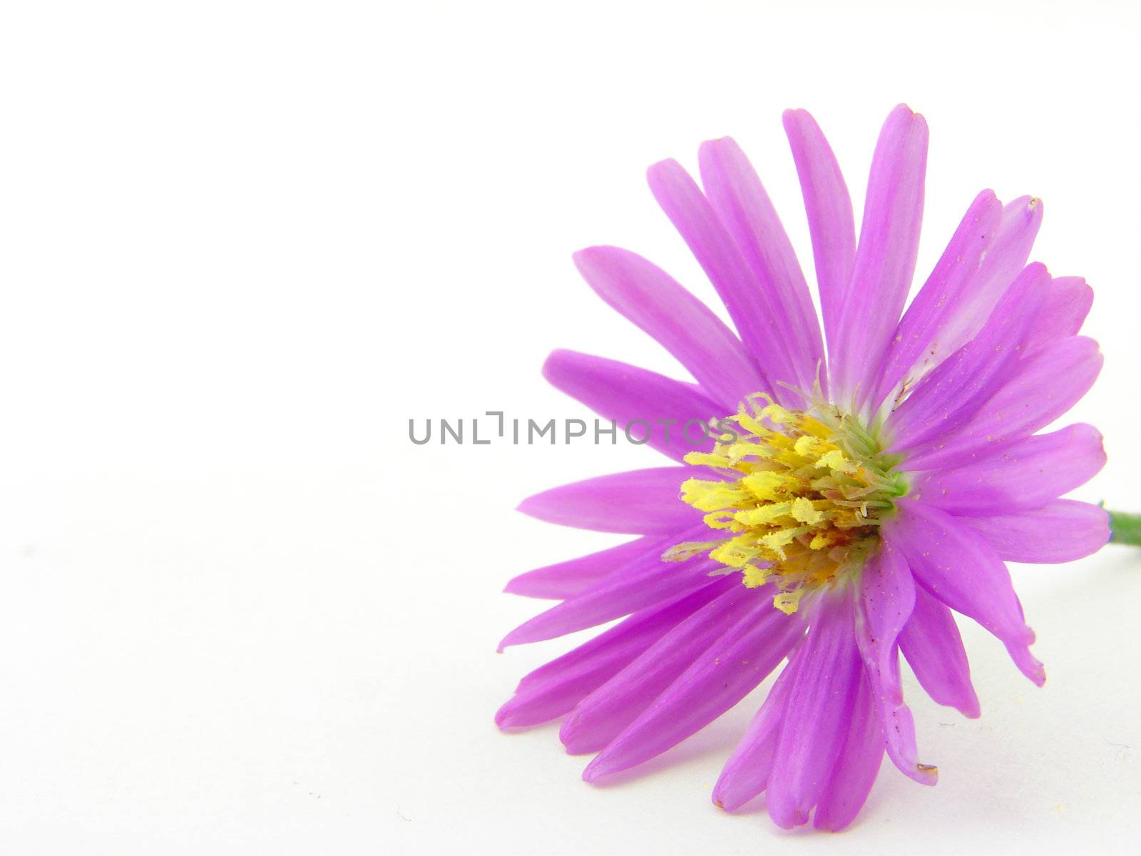 Pink flowers isolated over white, concept of beauty.