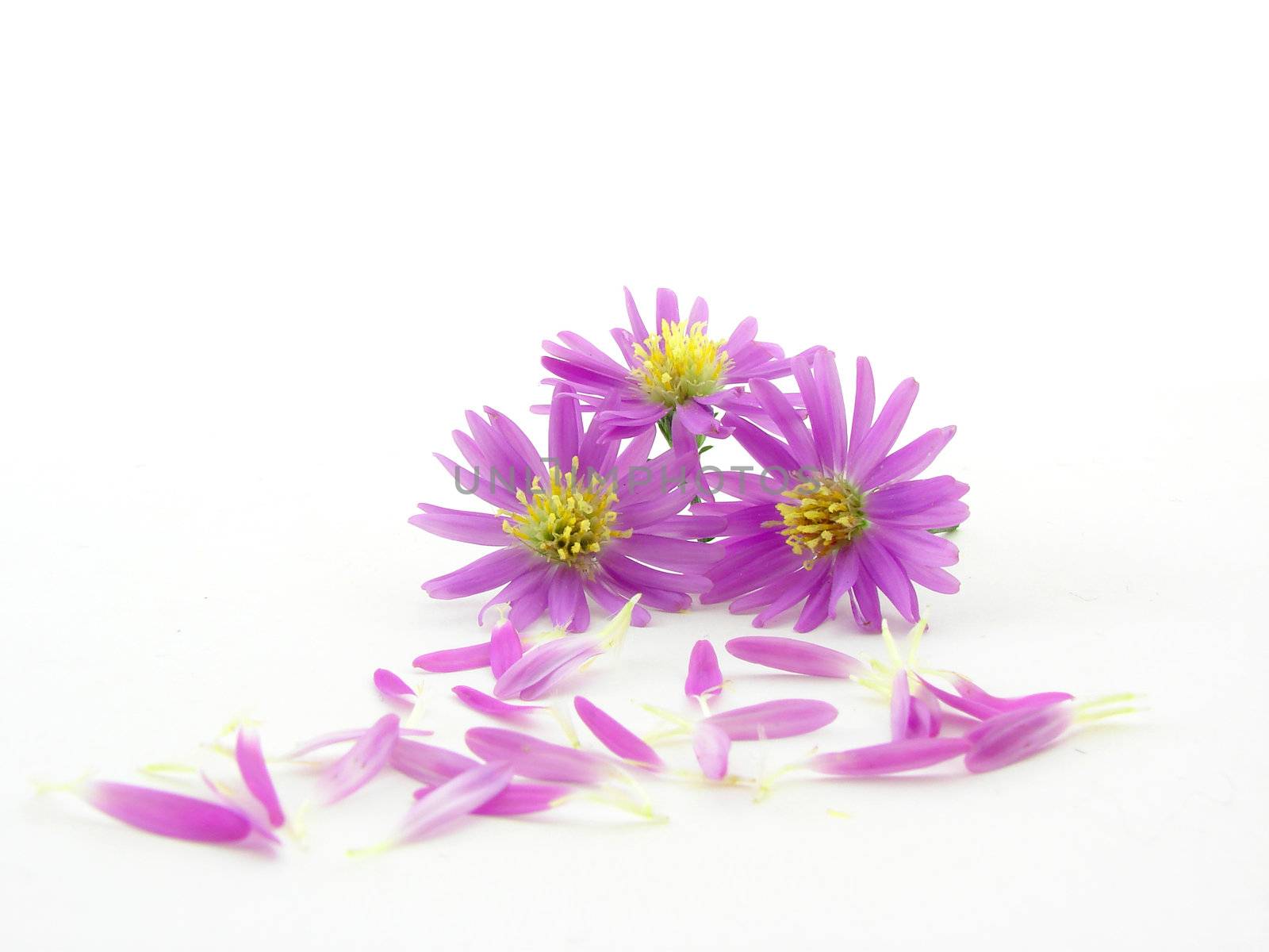 Pink flowers and petals isolated over white background.