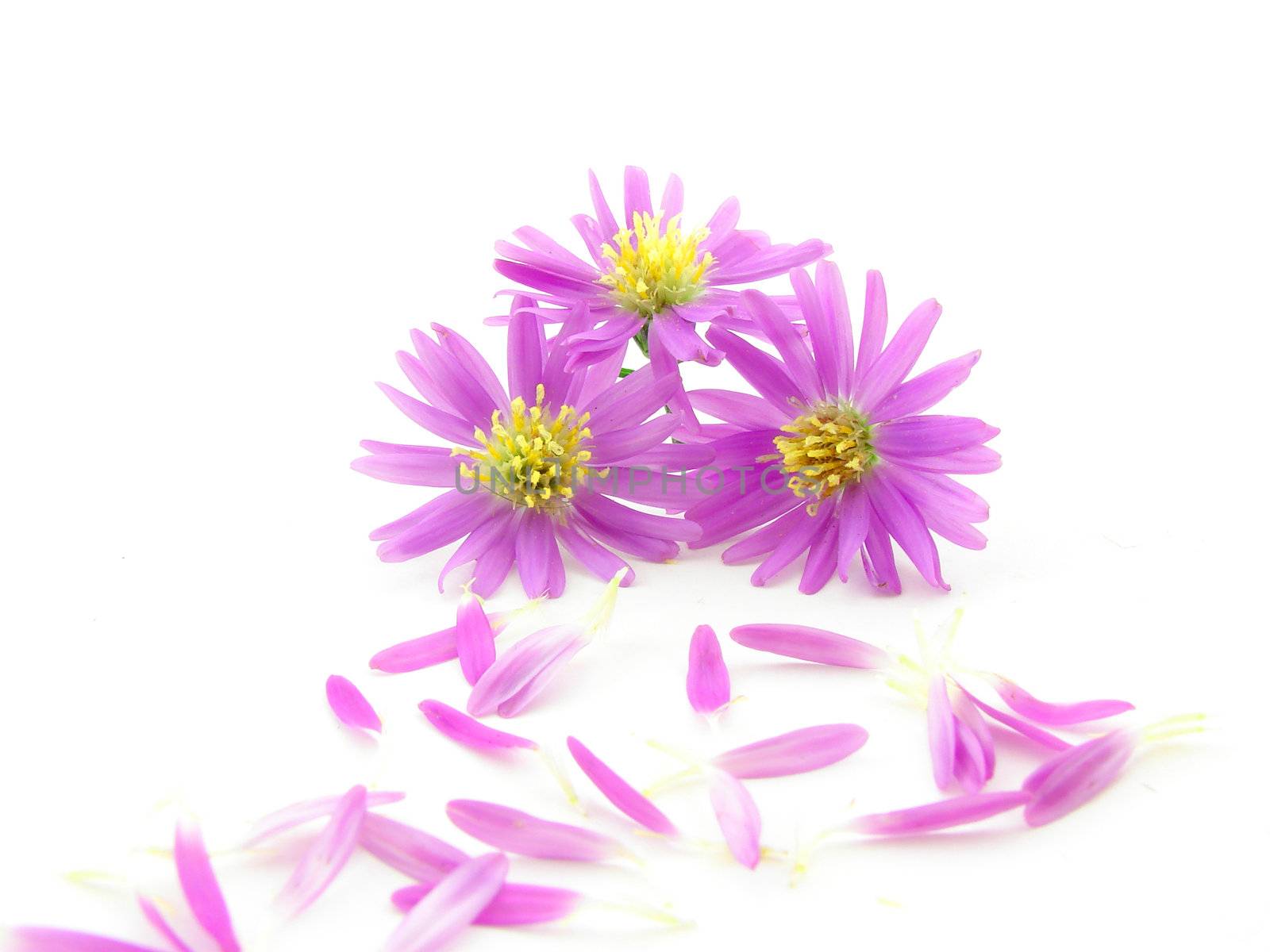 Pink flowers and petals isolated over white background.