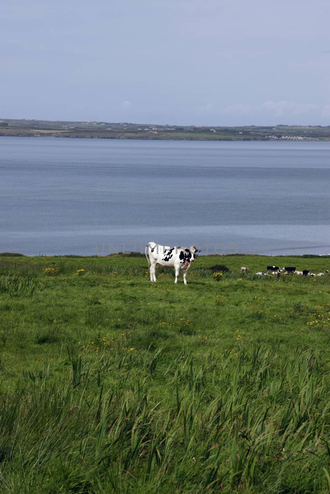 in a rich and beautiful irish farmland