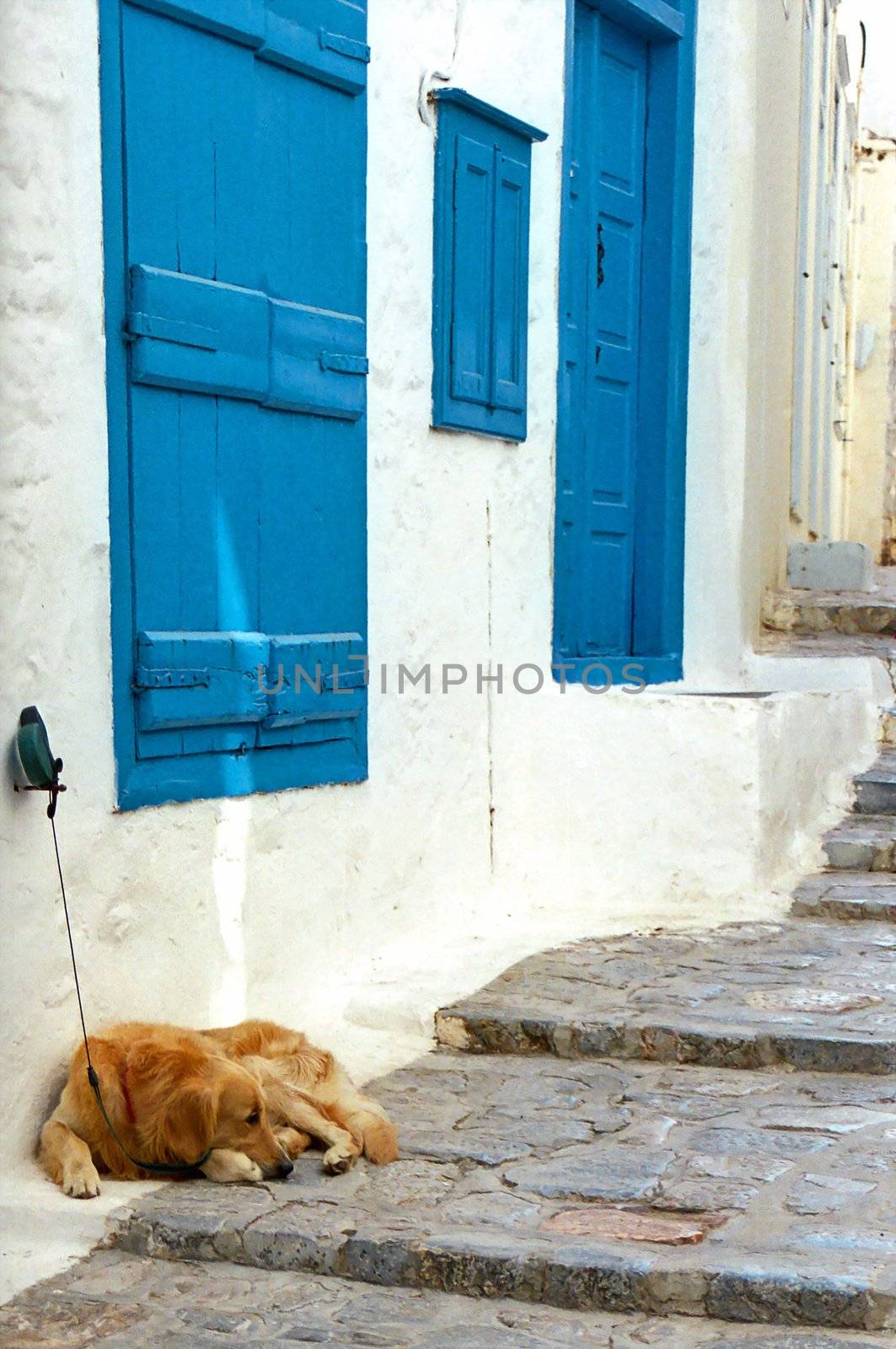 Dog at the house with blue storm shutters 