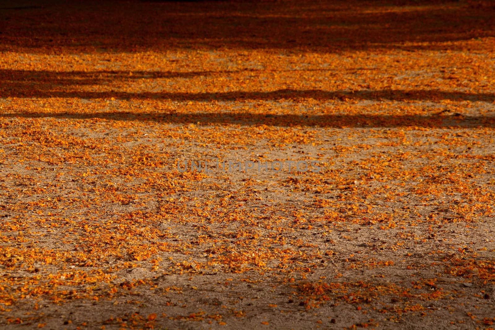 fallen spring yellow flowers by nile