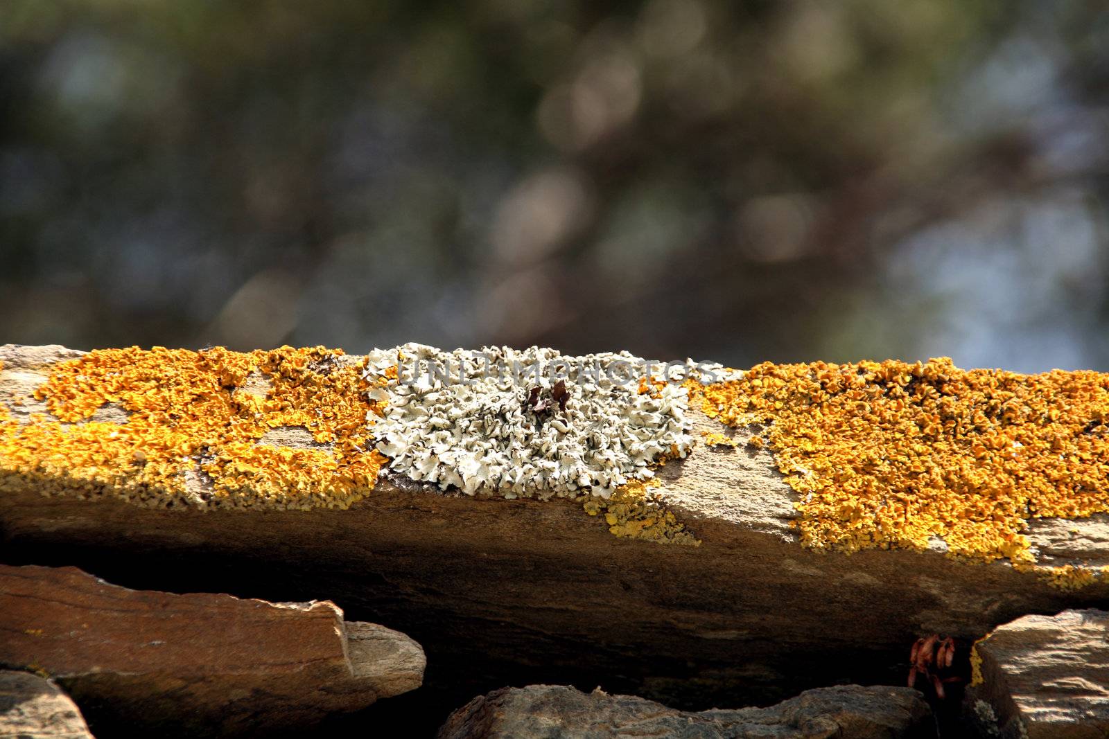 yellow and white moss macro by nile