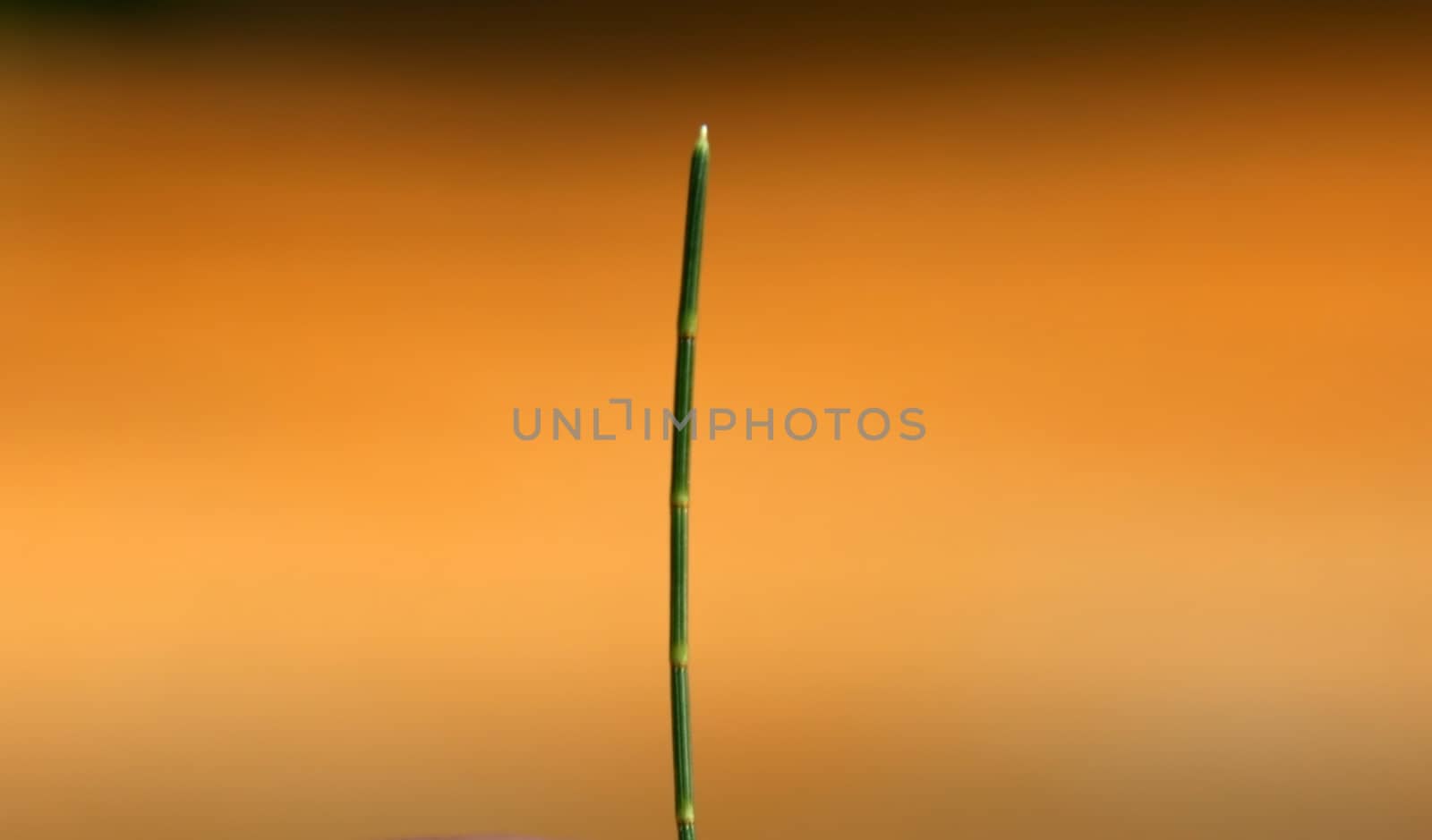 a thin green branch over a yellow orange abstract background