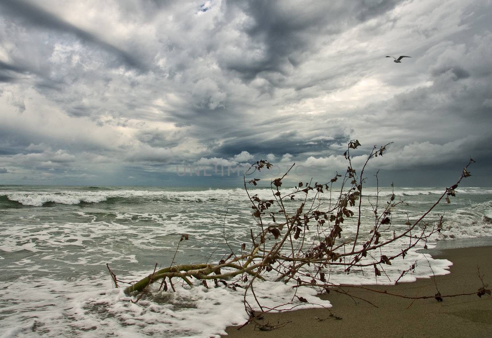 broken tree on the beach during a thunderstorm in autumn