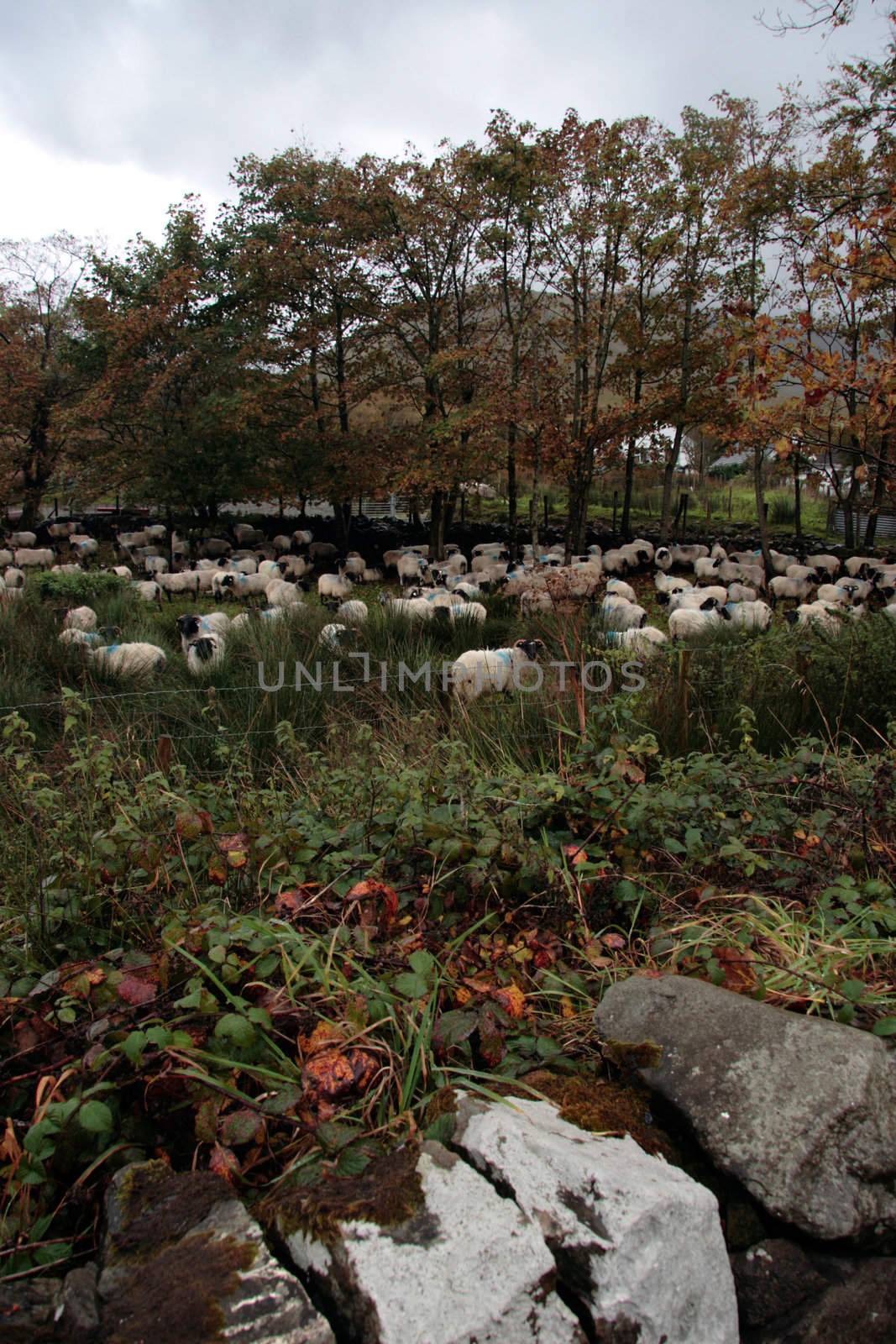 an irish farm with sheep ready for dipping