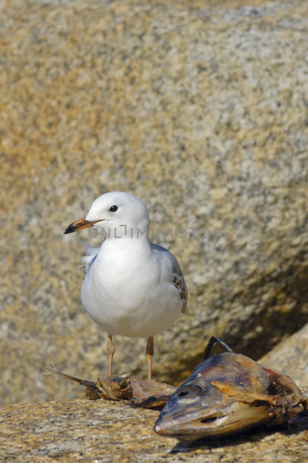 A juvenile Silver Gull (Larus novaehollandiae) about to feed from the carcass of a dead fish. Space for copy above its head.