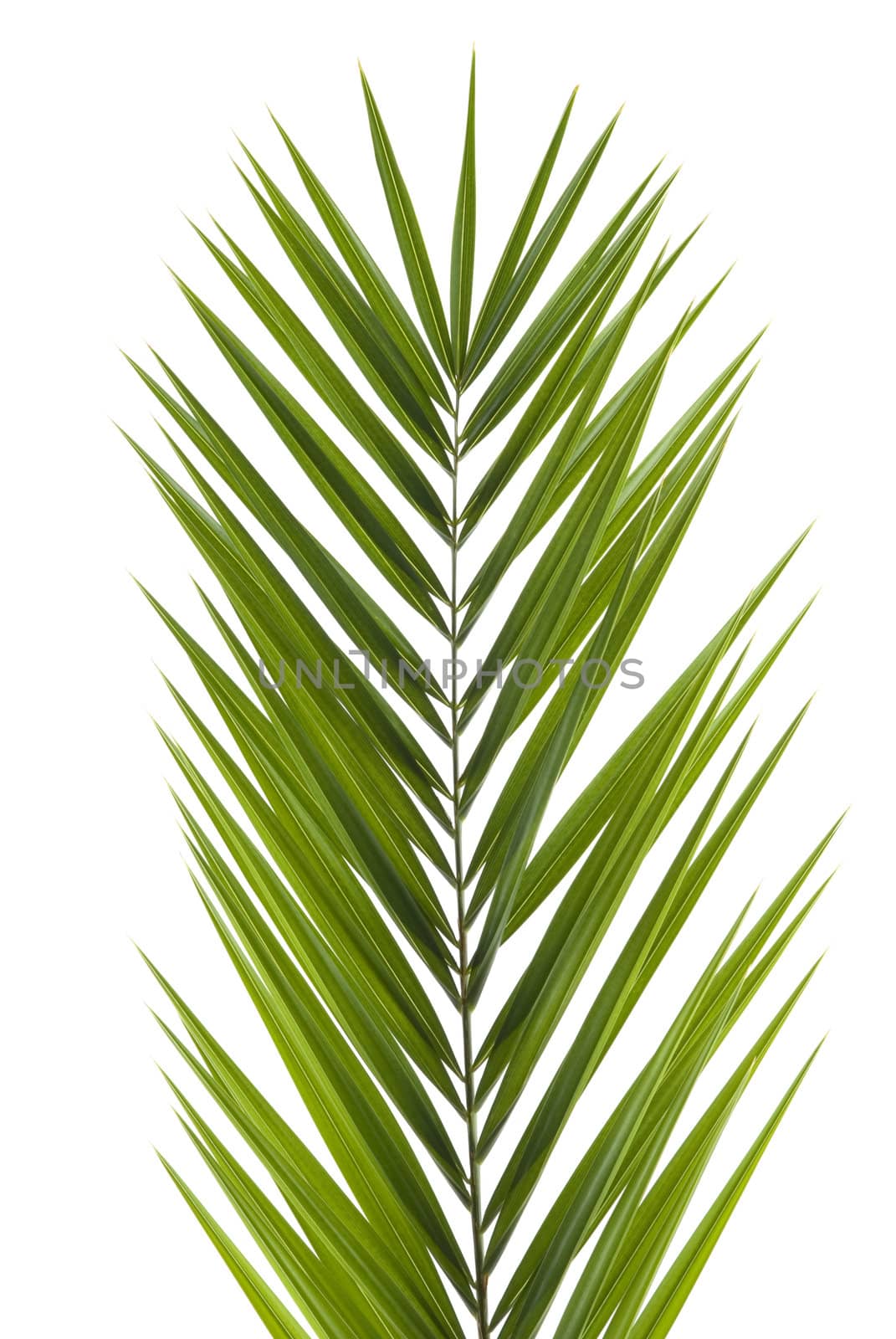 Palm frond isolated on white background