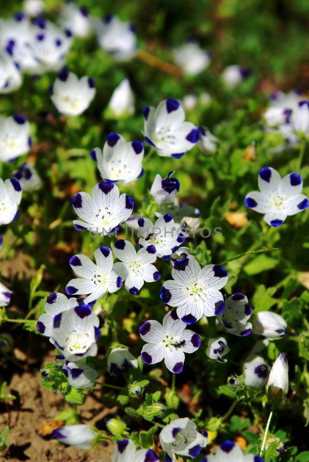 Small blue and white nountain wildflowers with 2 Ants gatering necter.