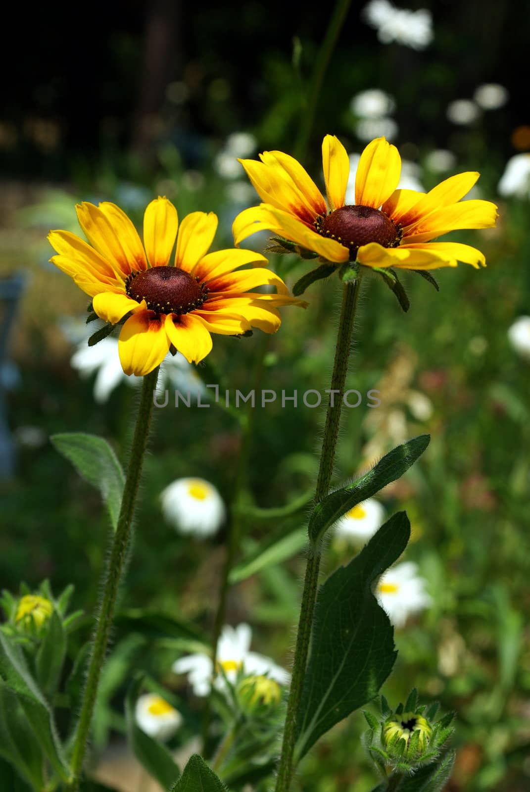 Two Black-Eyed Susan flowers on a field of green.