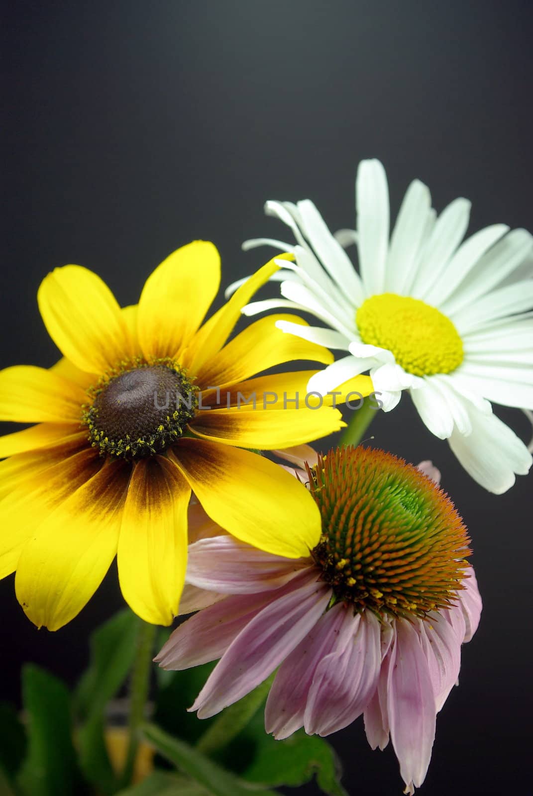 Purple Coneflower, Daisy and a Black-eyed Susan in a simple arrangement.