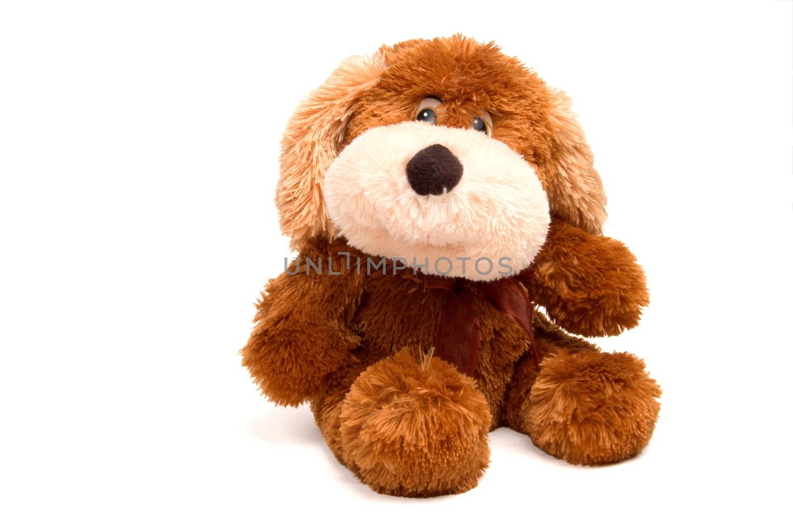 Toy dog on white background