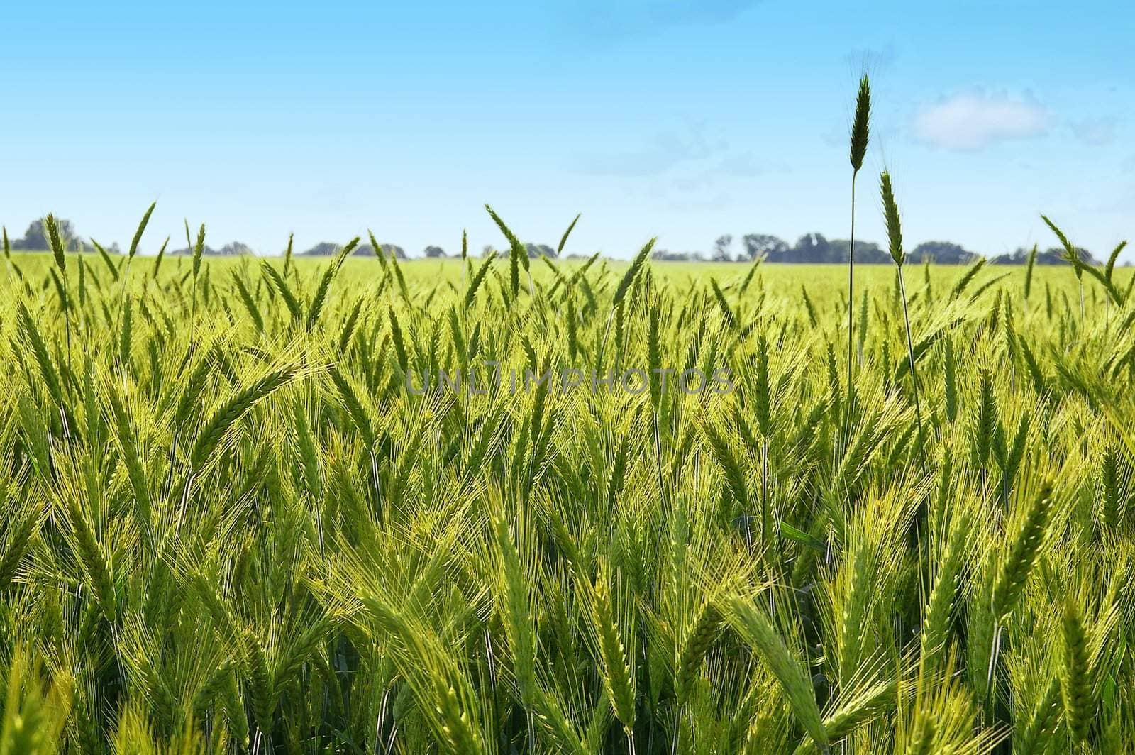 The rye starts to grow ripe in the middle of summer