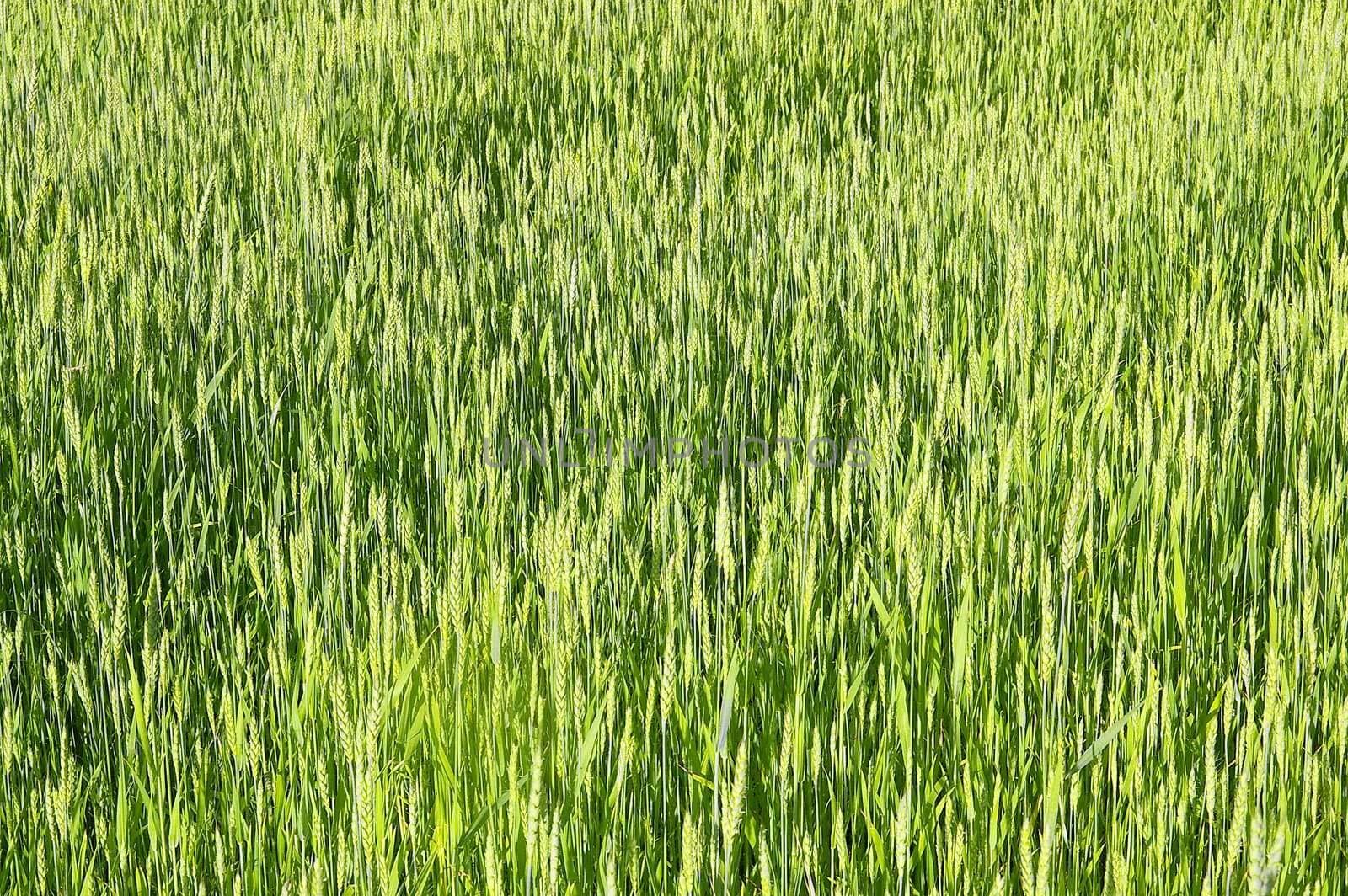 The rye starts to grow ripe in the middle of summer