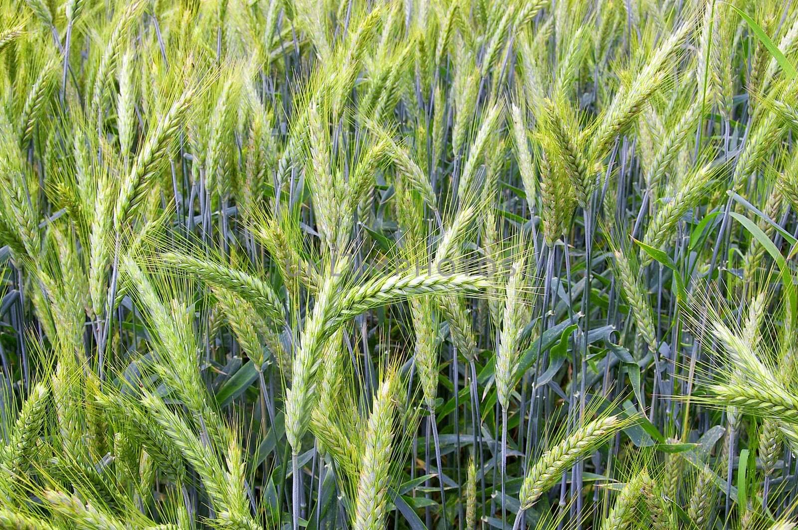 The rye starts to grow ripe in the middle of summer