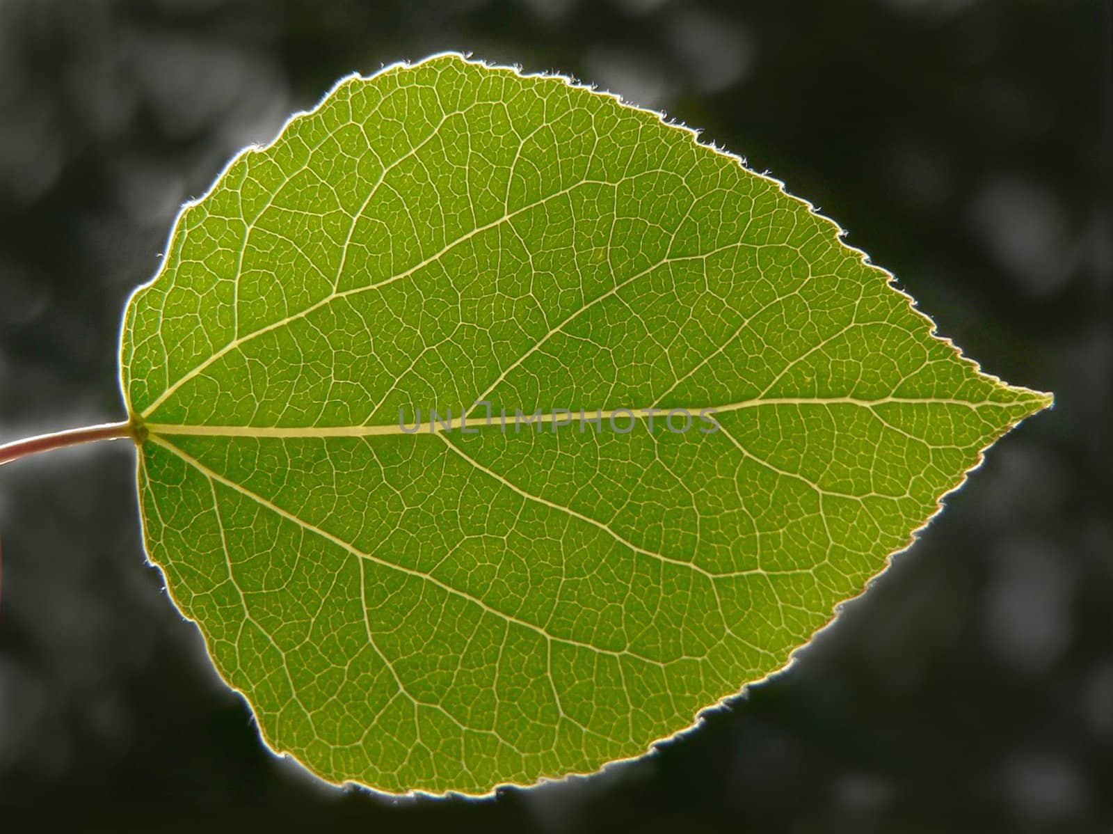 A green aspen leaf backlit by the afternoon sun.